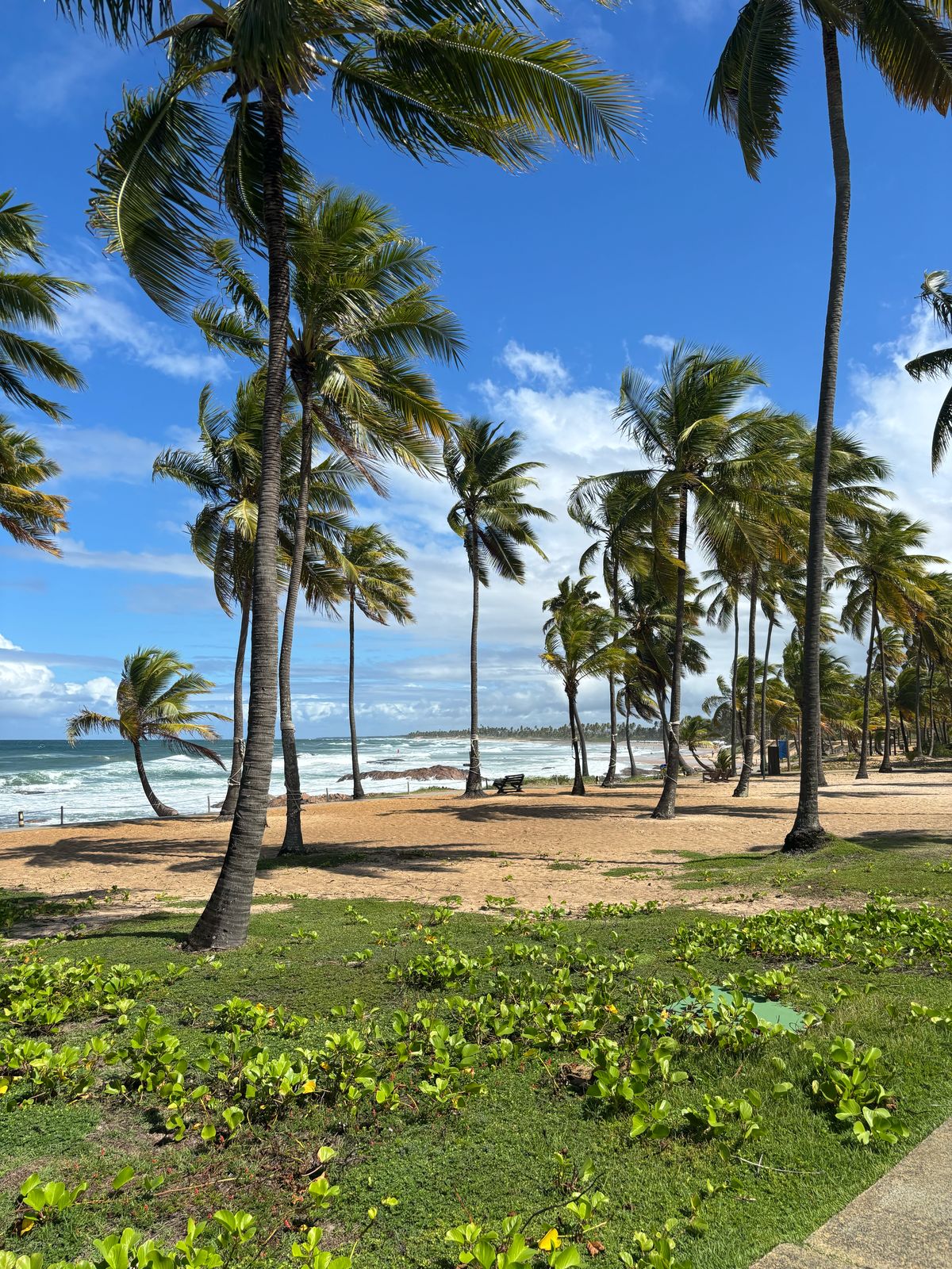 Coqueiros na areia e mar sob céu azul na Costa do Sauípe.